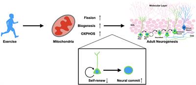 Physical exercise and mitochondrial function: New therapeutic interventions for psychiatric and neurodegenerative disorders